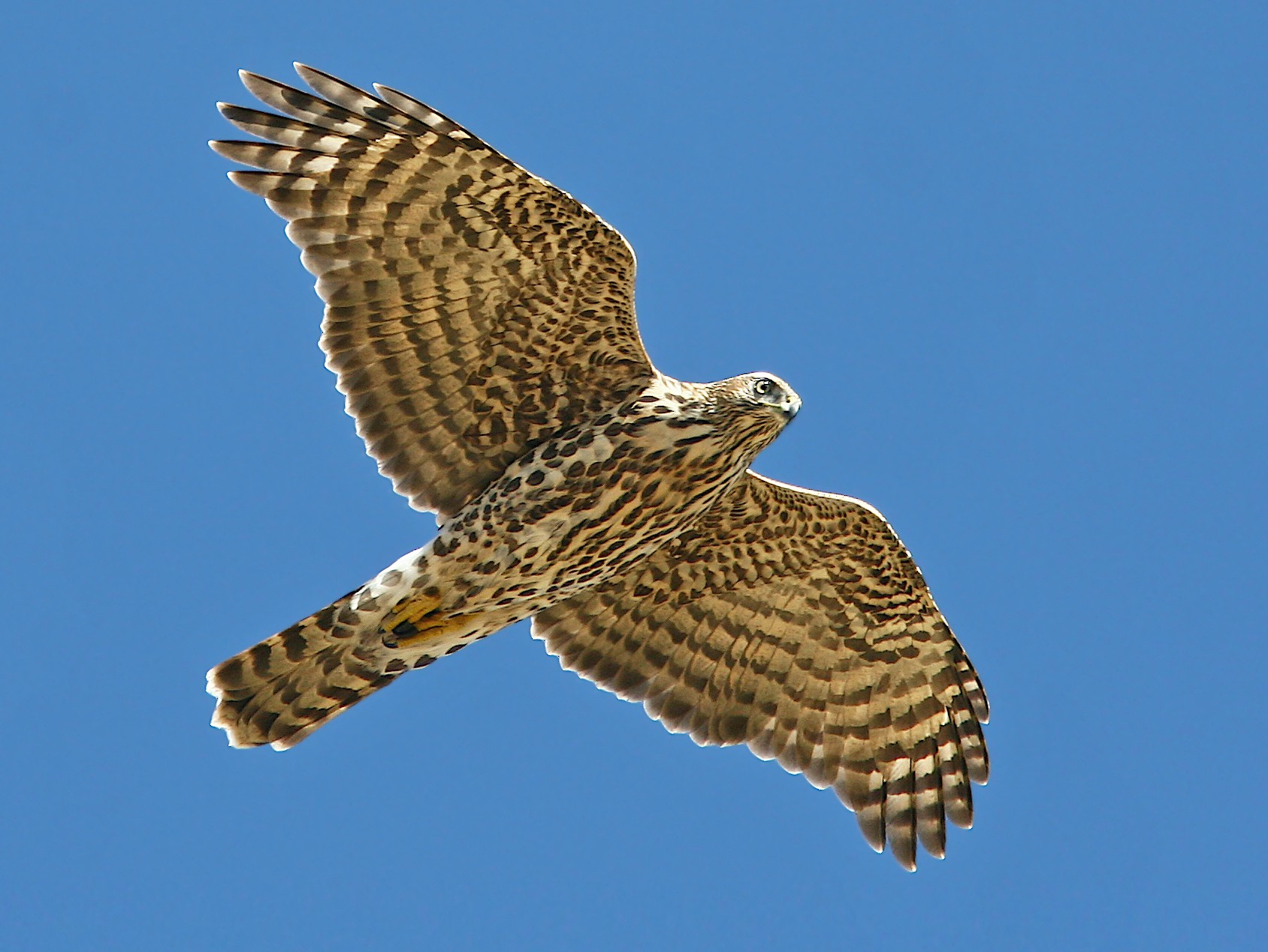 American Goshawk - Jerry Liguori