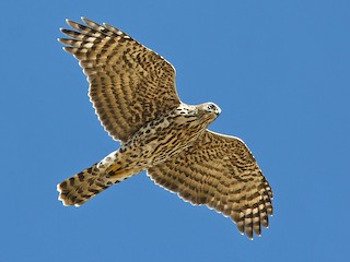 Juvenile - Jerry Liguori - ML306057491