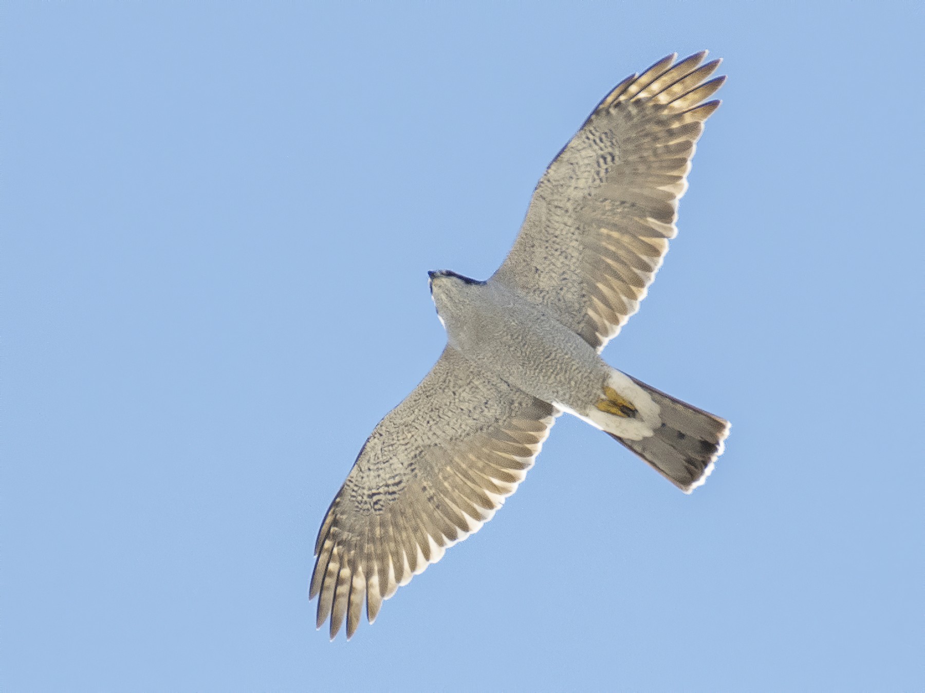 American Goshawk - Anonymous