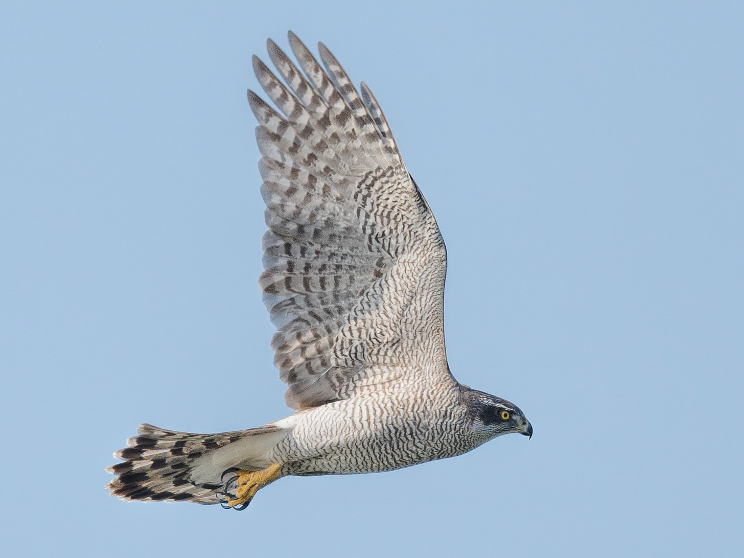 Northern Goshawk In Flight