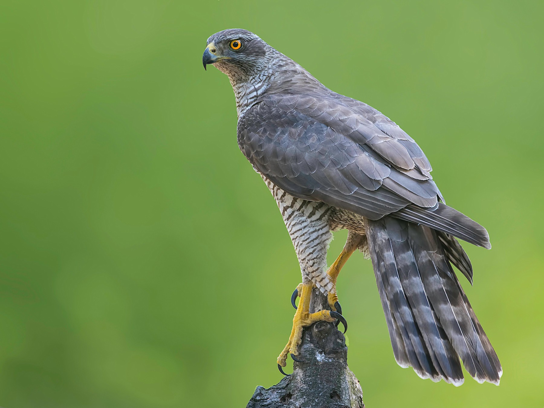 Northern Goshawk
