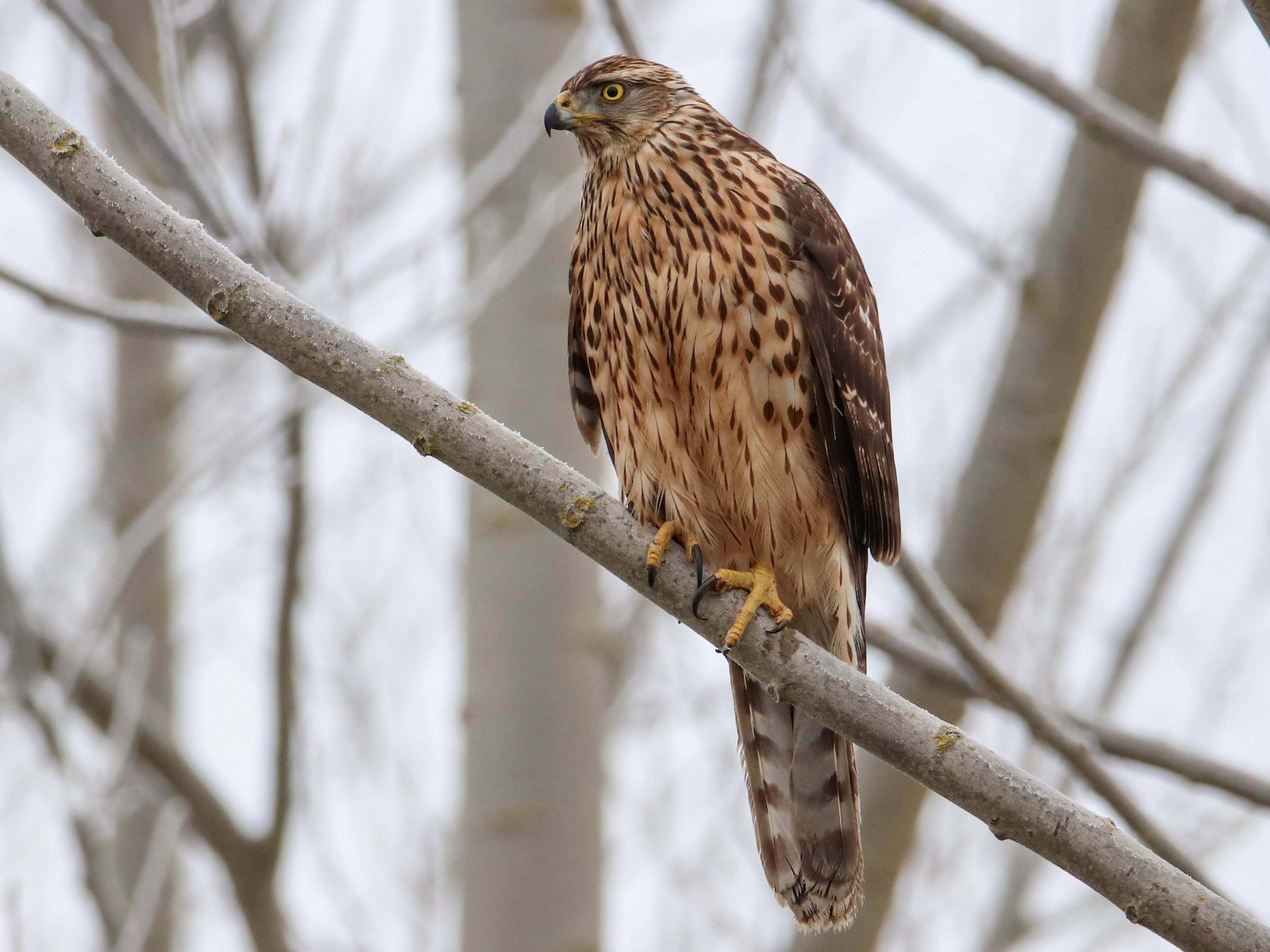 Queen Charlotte Goshawk