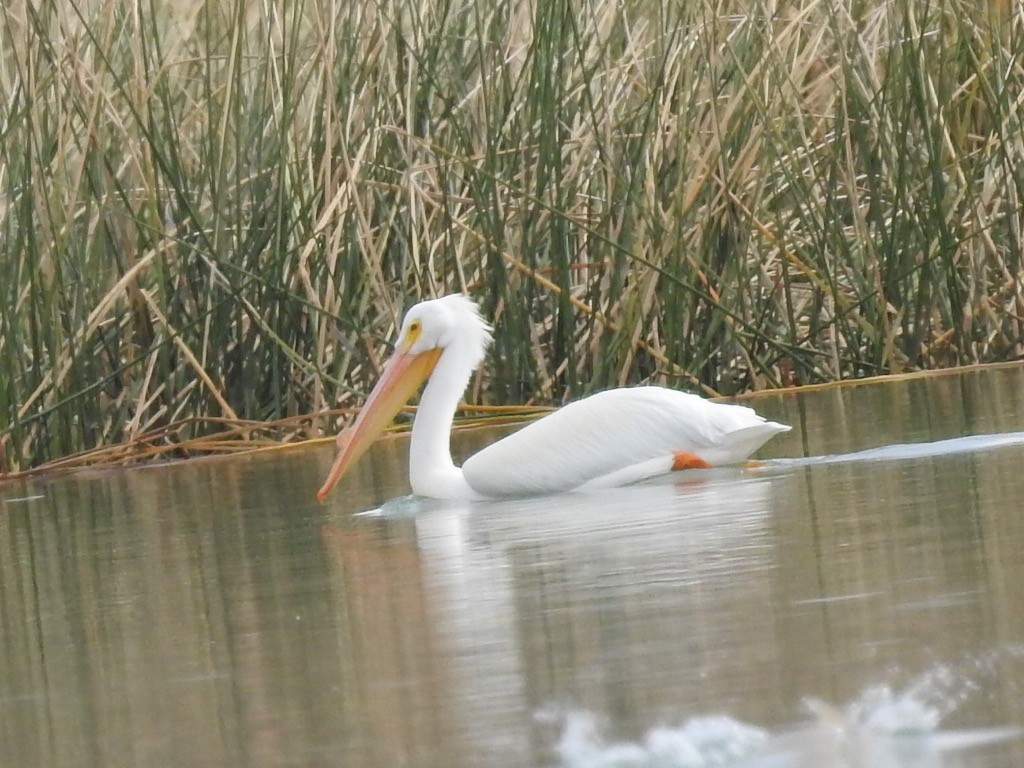 American White Pelican - ML306061311