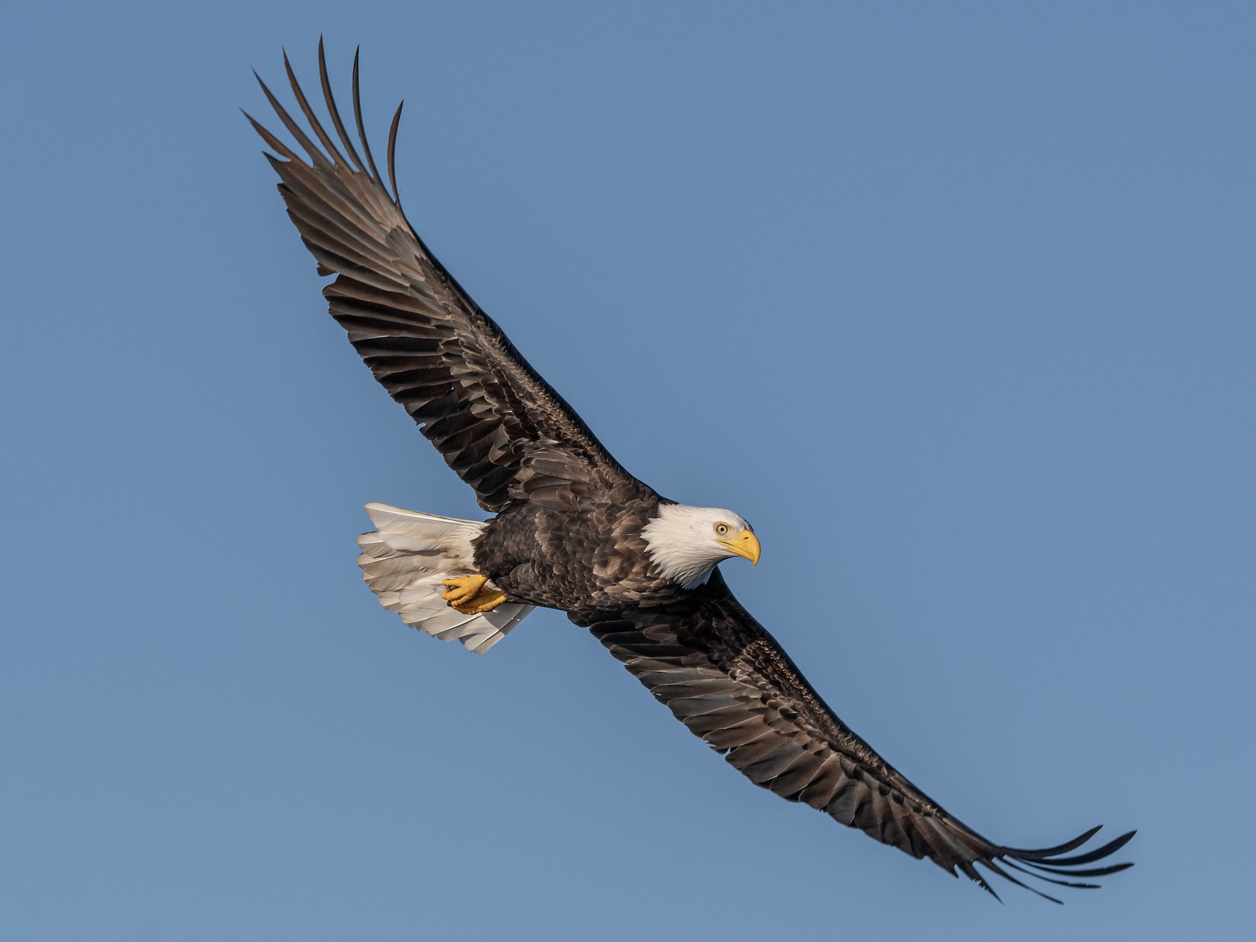 Bald Eagle - Mason Maron