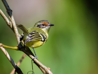  - Rufous-lored Tyrannulet