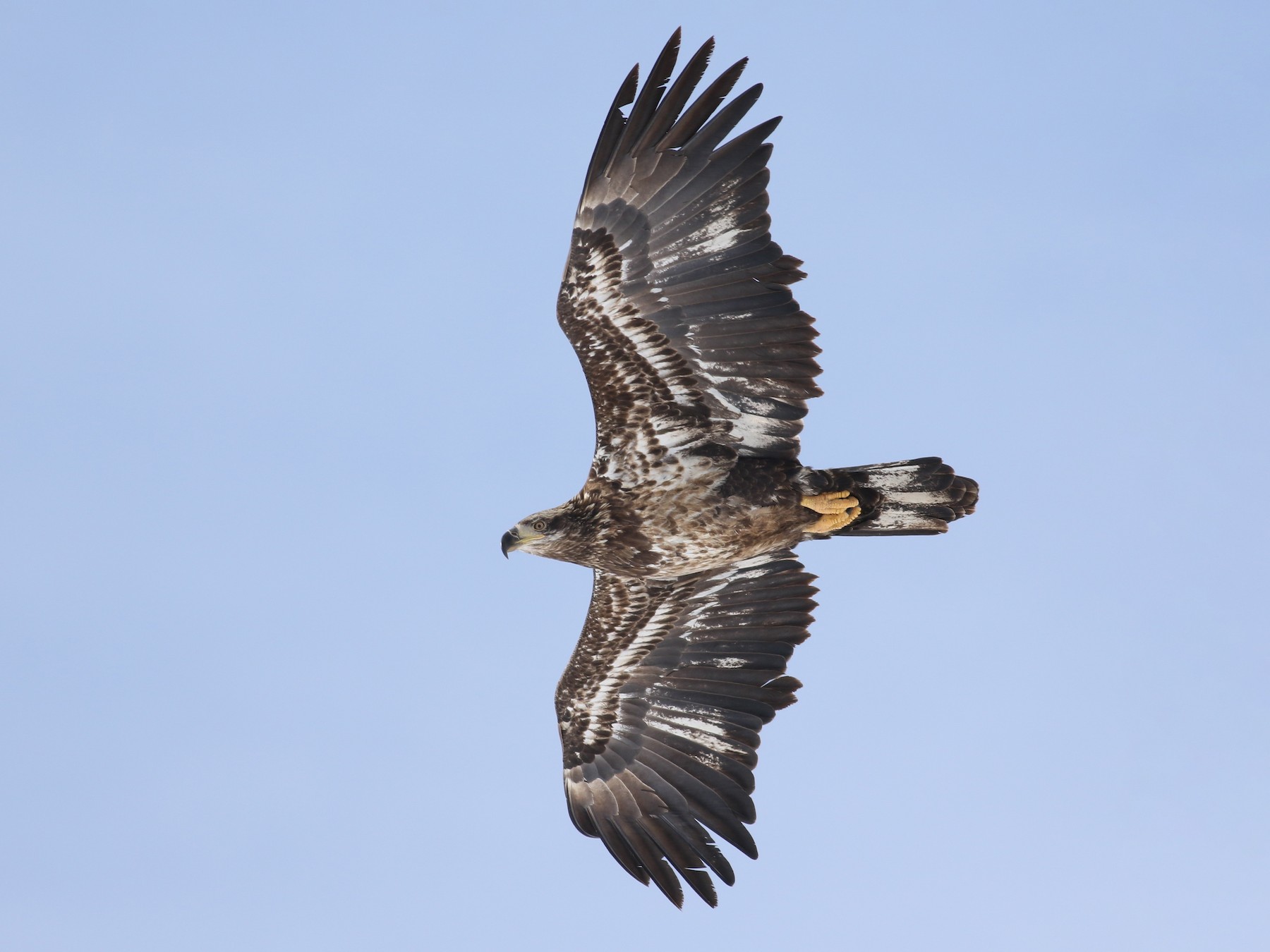 Bald Eagle - Jonathan Eckerson