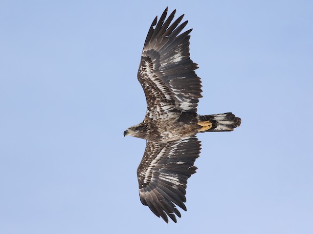Juvenile - Bald Eagle - 