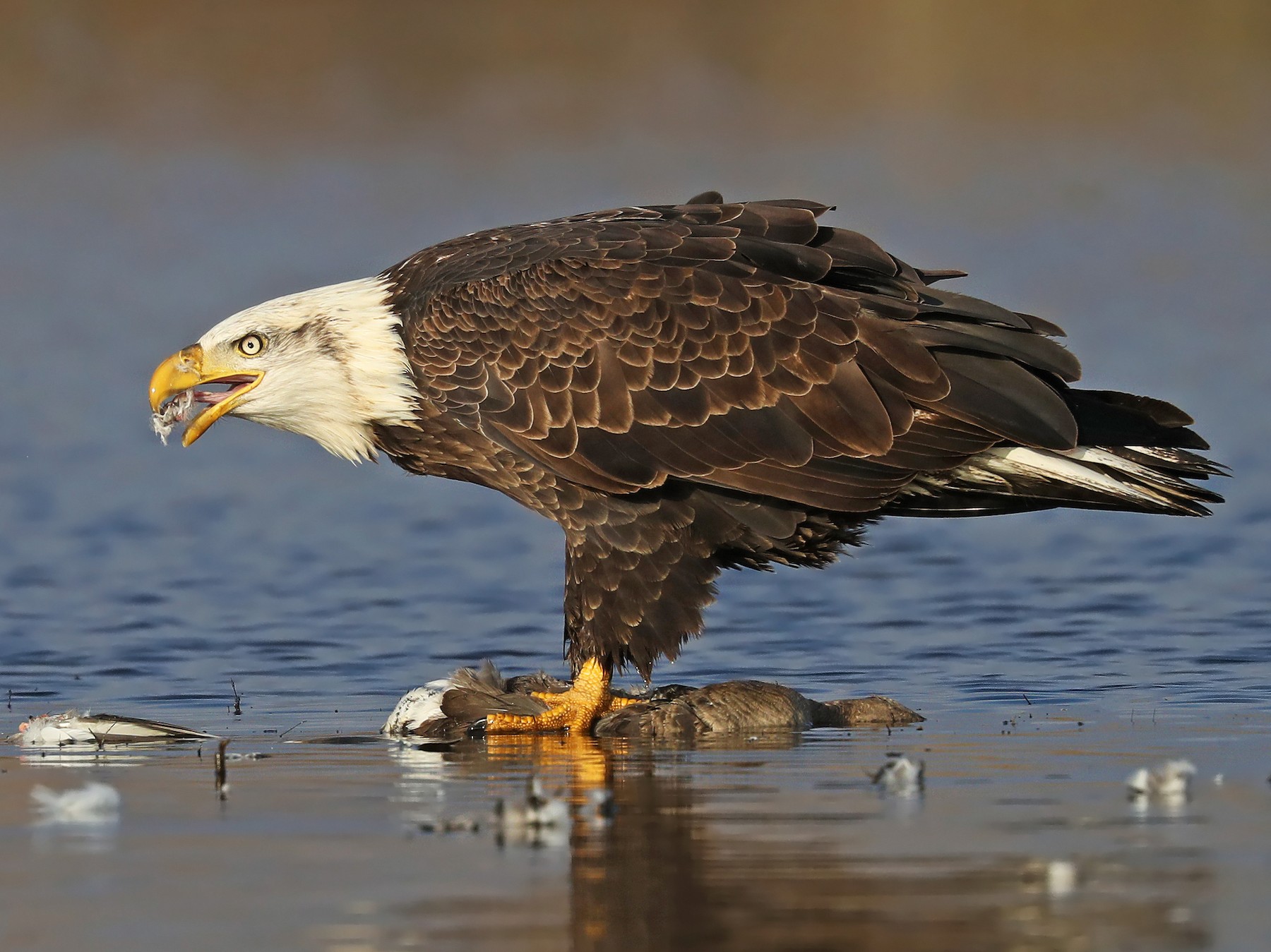 Bald Eagle - Matt Davis