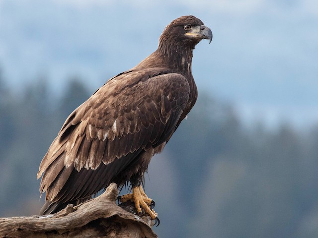 Juvenile - Bald Eagle - 