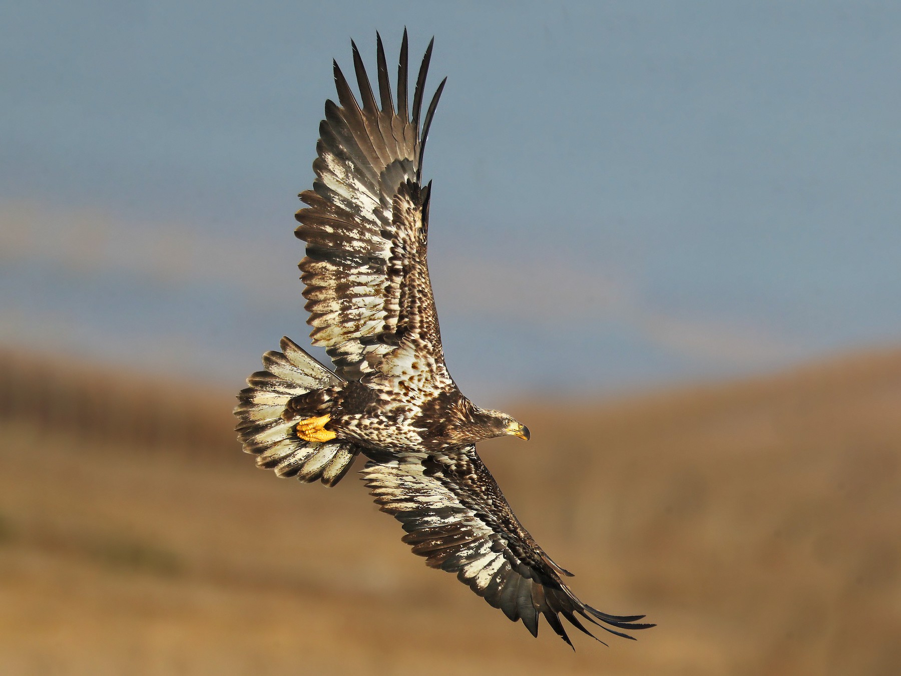 Bald Eagle - eBird