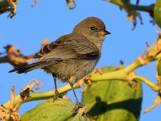Verdin - eBird