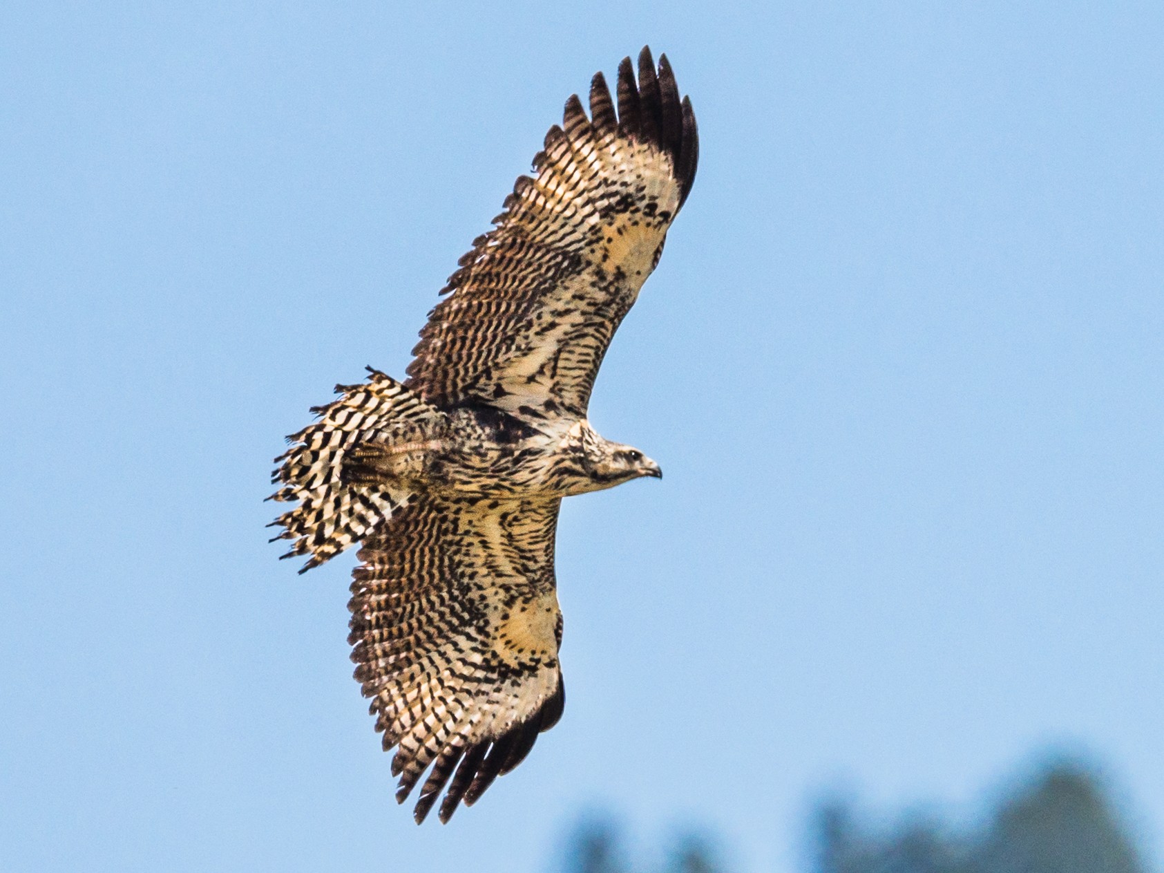 Common Black Hawk - Jim Merritt