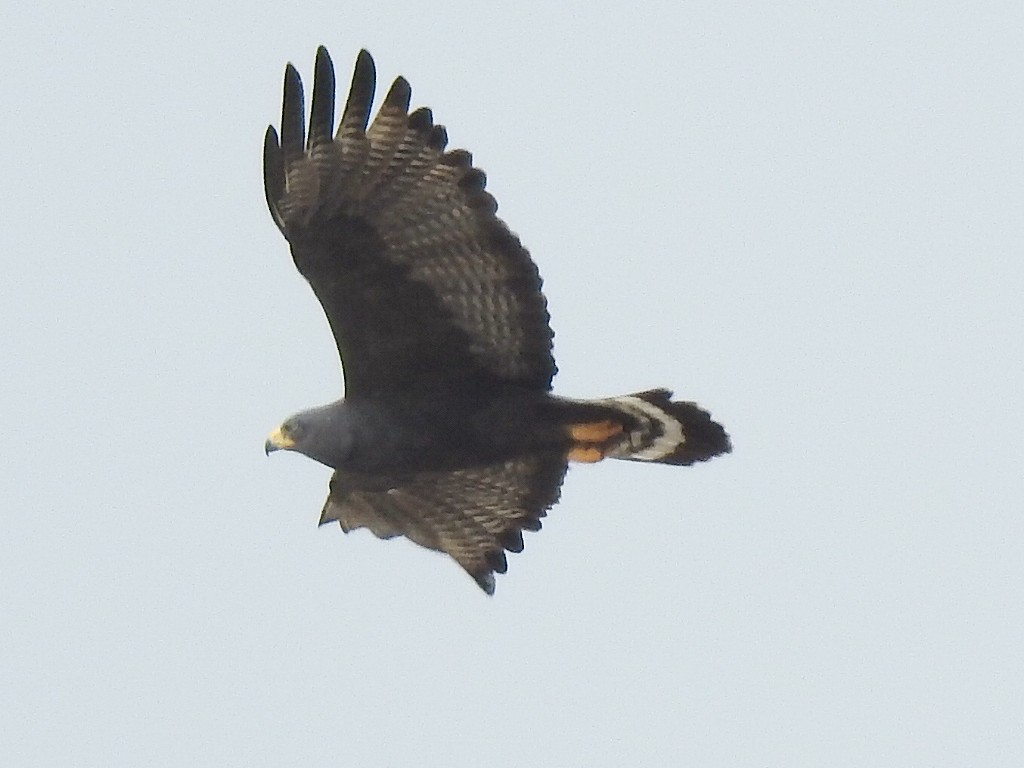 Zone-tailed Hawk - ML306067941
