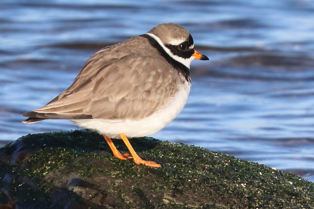 Common Ringed Plover - ML306069111