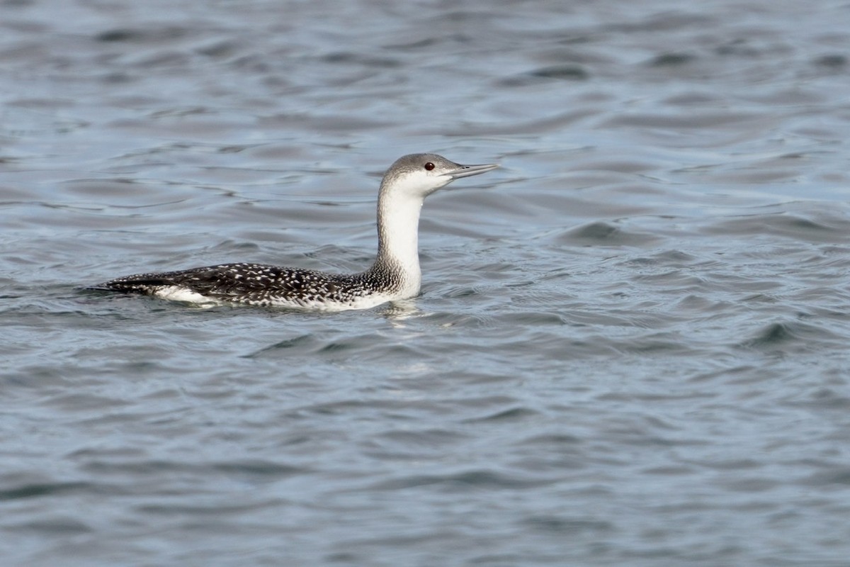 Red-throated Loon - ML306070421