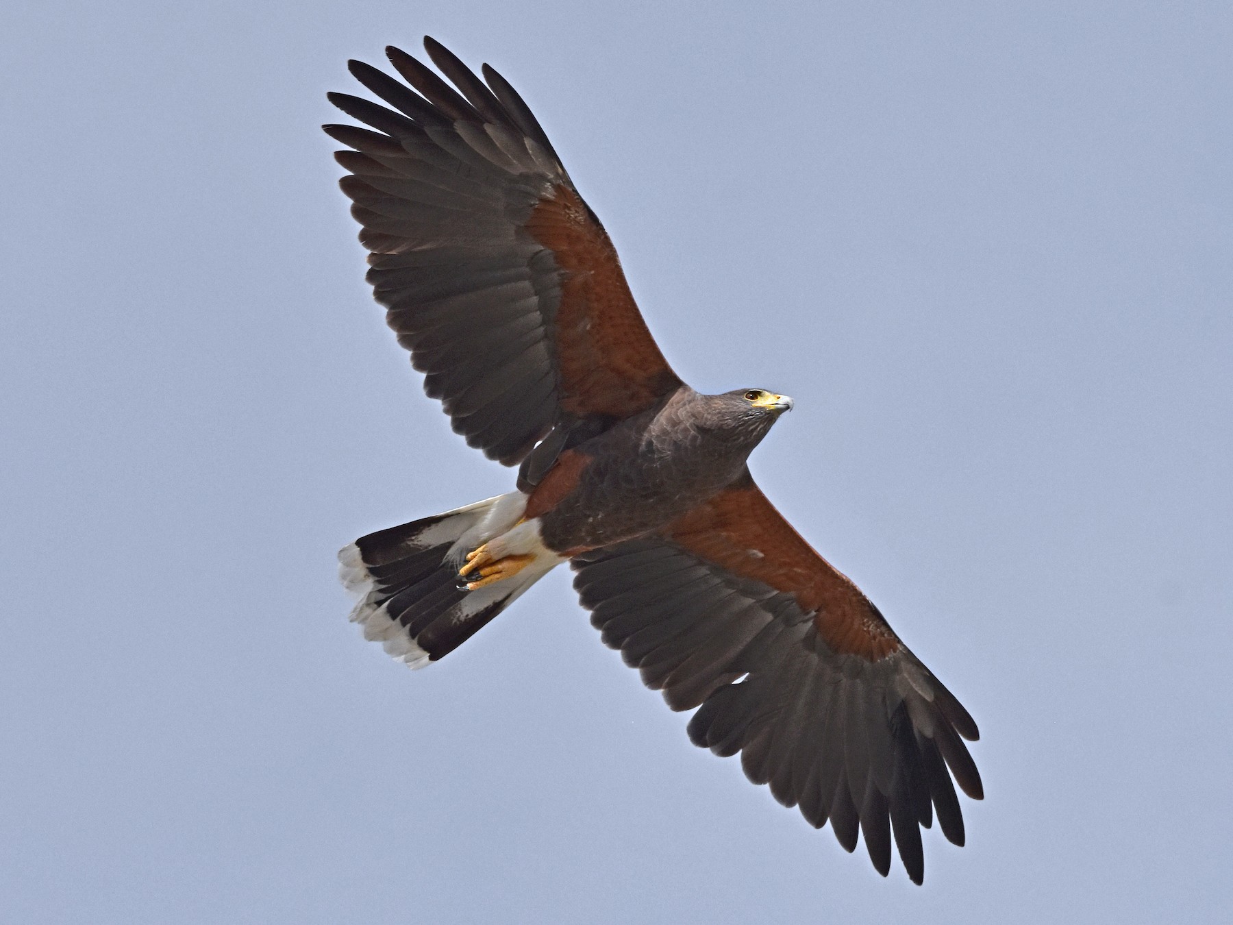 Harris's Hawk - Nate Gowan