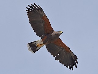  - Harris's Hawk