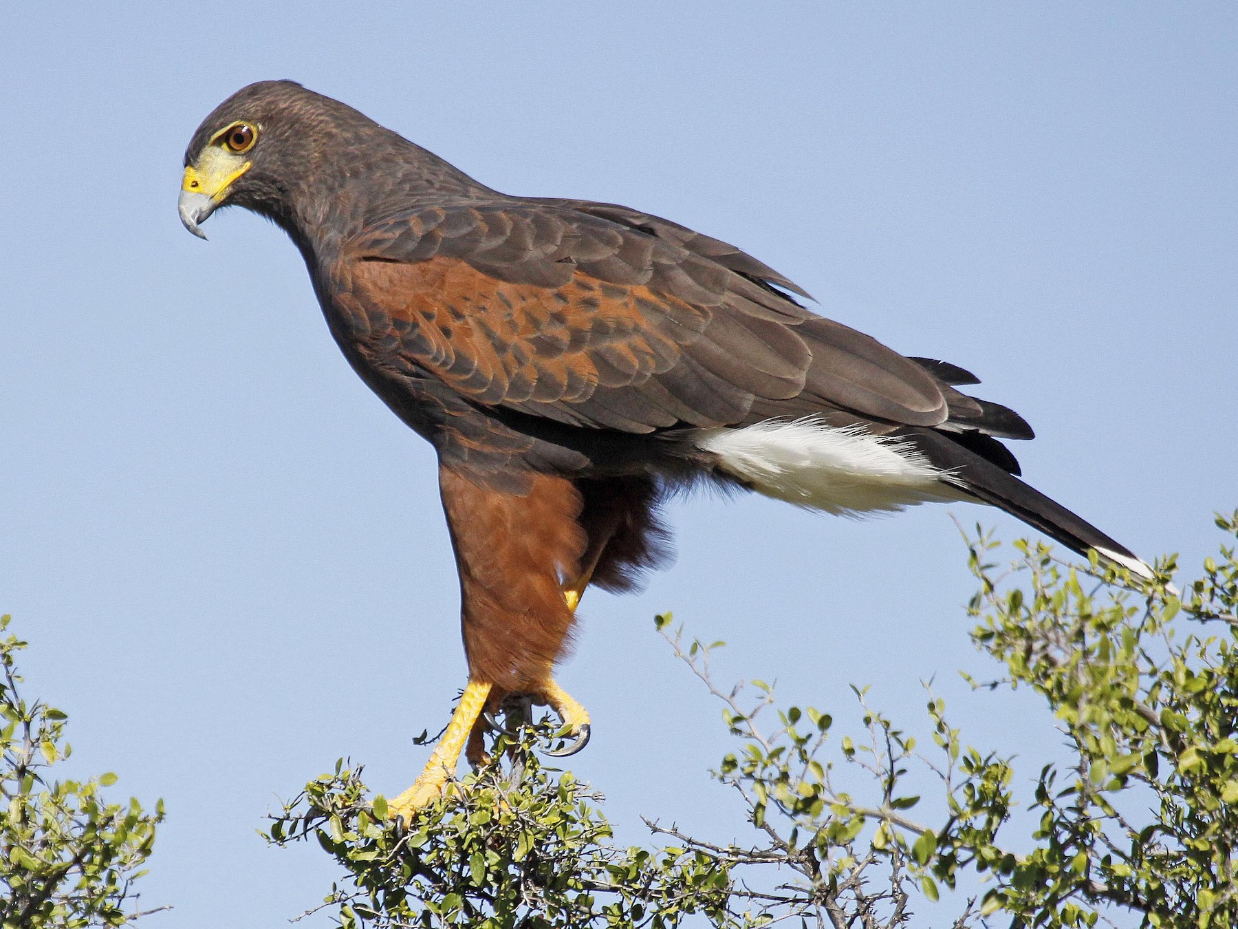 Harris's Hawk - Ron Friesz