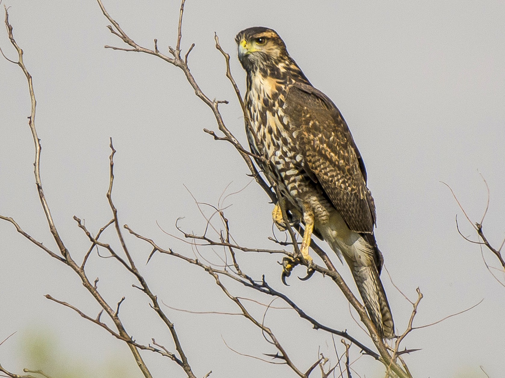 Harris's Hawk - Ignacio Zapata