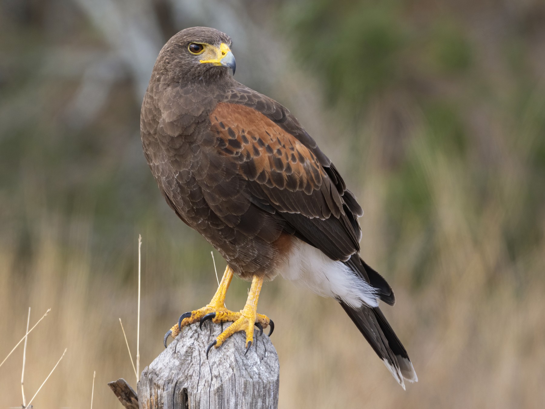 Harris's Hawk - Bryan Calk