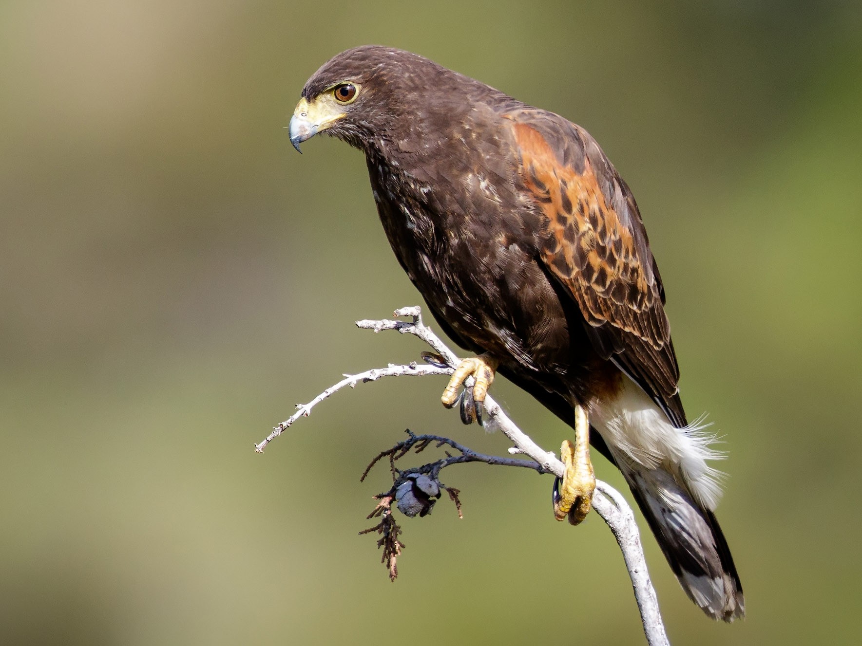 Harris's Hawk - Pio Marshall