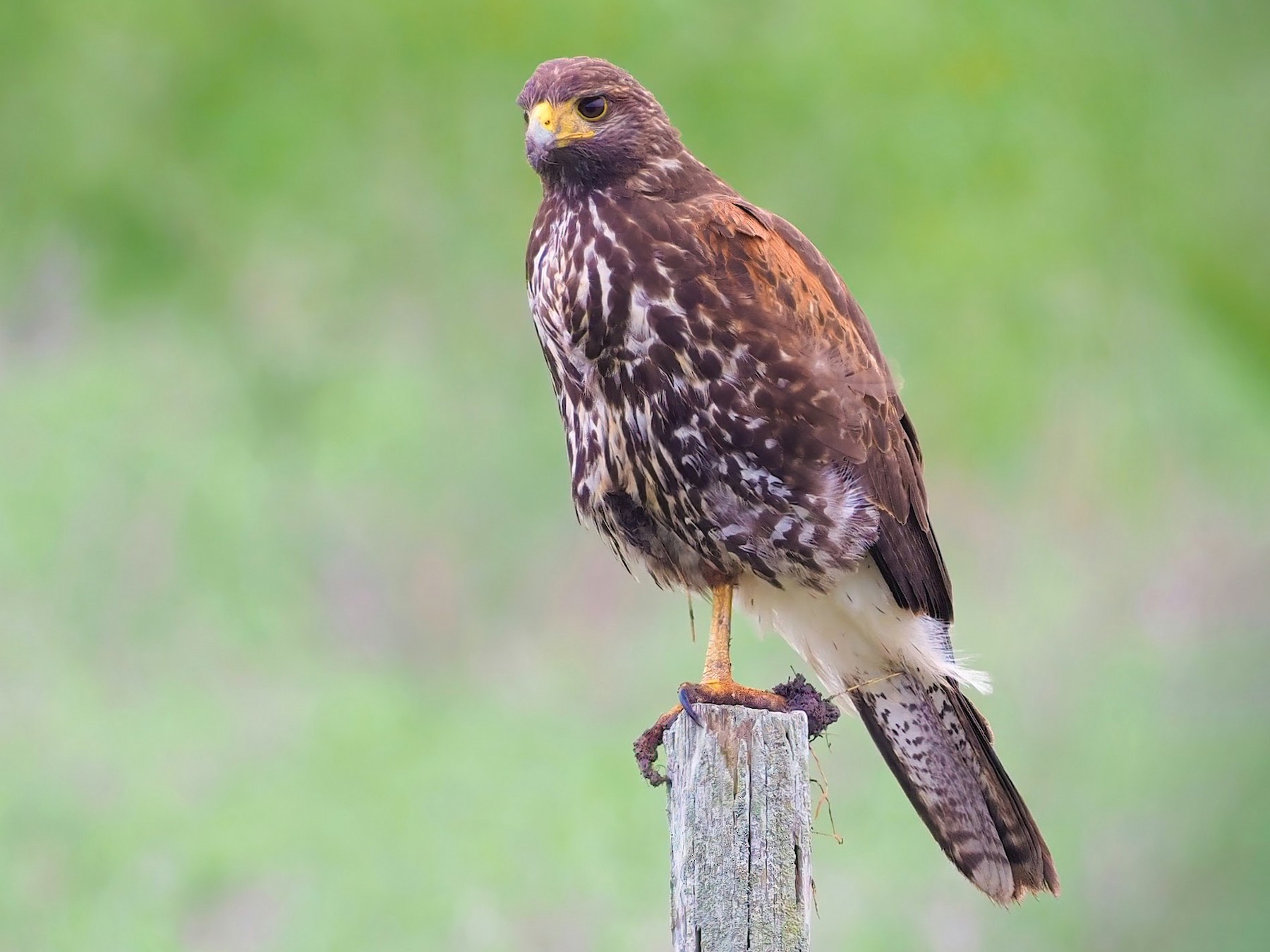 Harris's Hawk - Steve Johnson