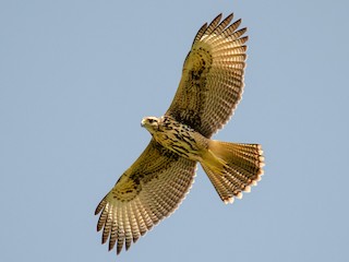 Молодая птица (Bay-winged) - Iván Eroles - ML306076511