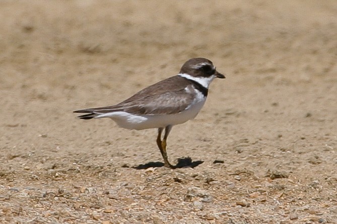 Semipalmated Plover - ML30607801