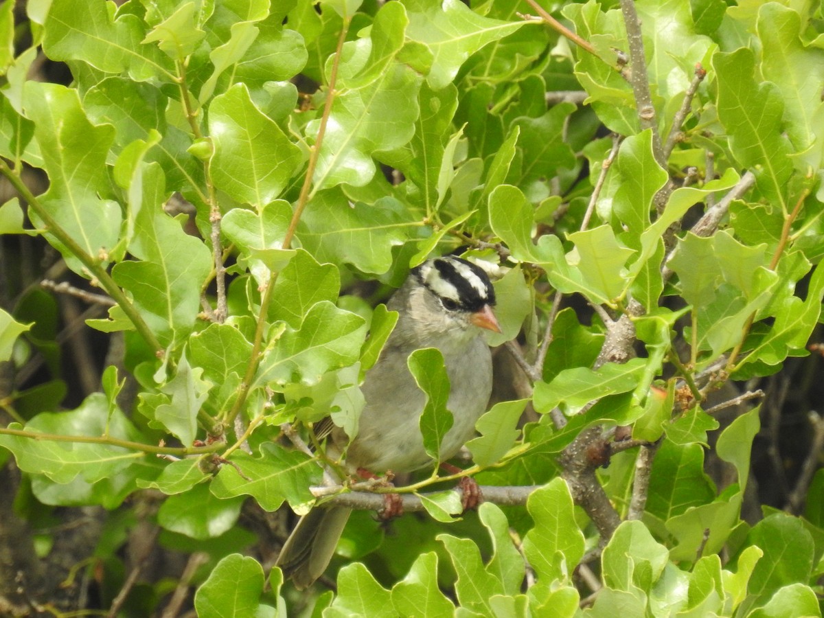 White-crowned Sparrow - ML306078011
