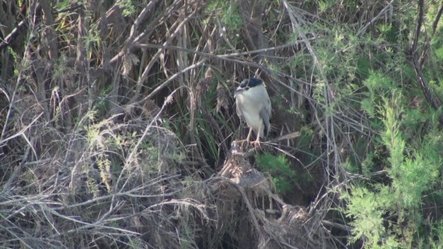 Black-crowned Night Heron - ML306082591