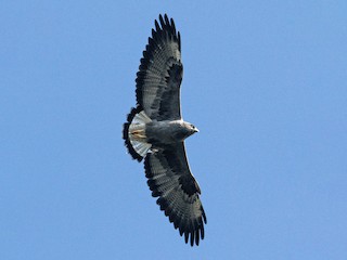 Águila Cola Blanca - eBird