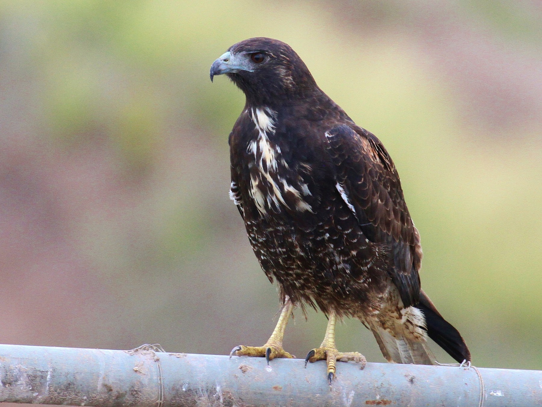 Whitetailed Hawk eBird