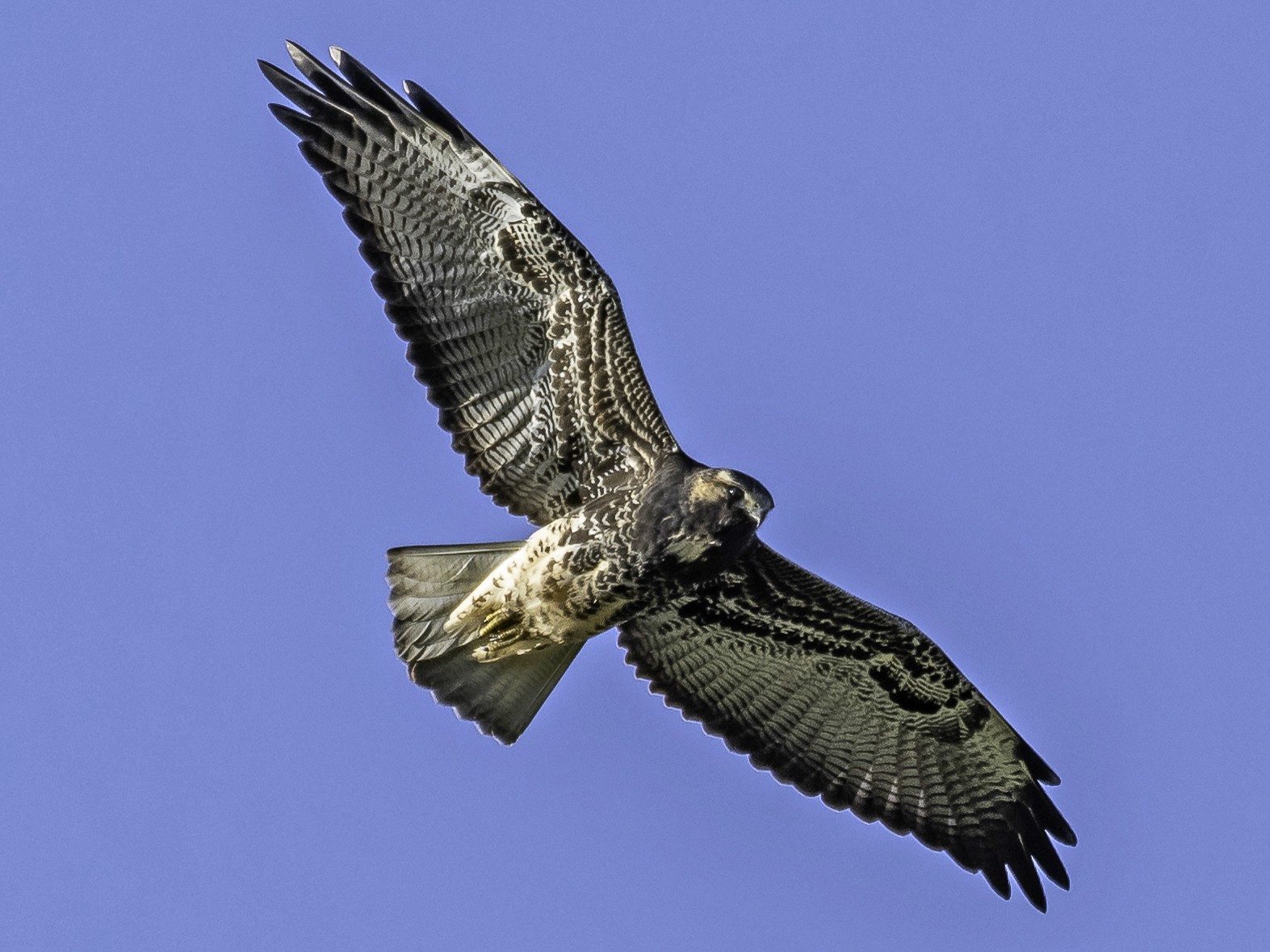 Whitetailed Hawk eBird