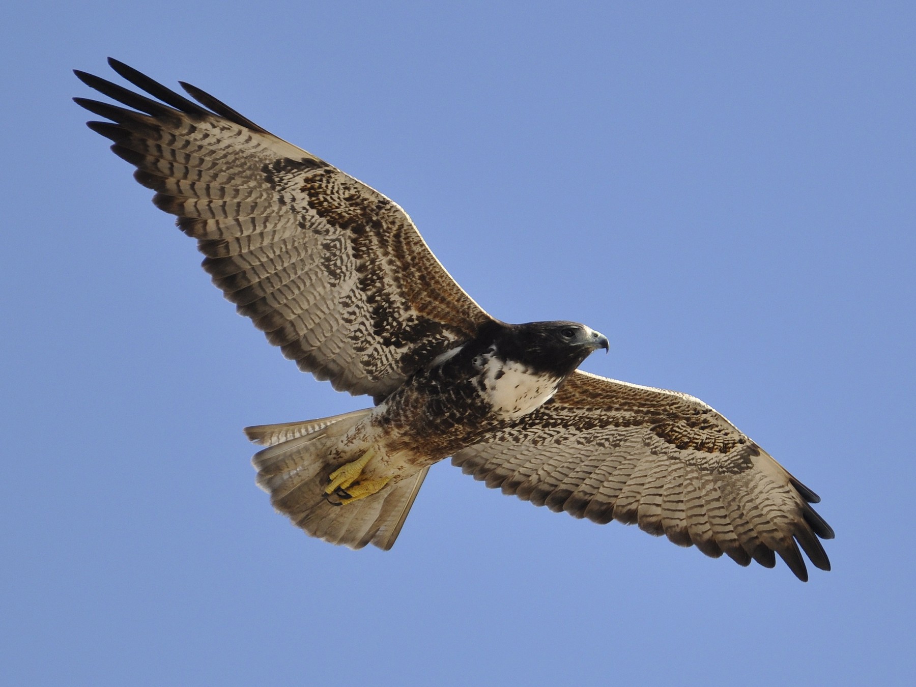 White-tailed Hawk - brendan galvin