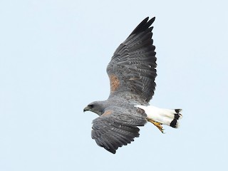 White-tailed Hawk - eBird