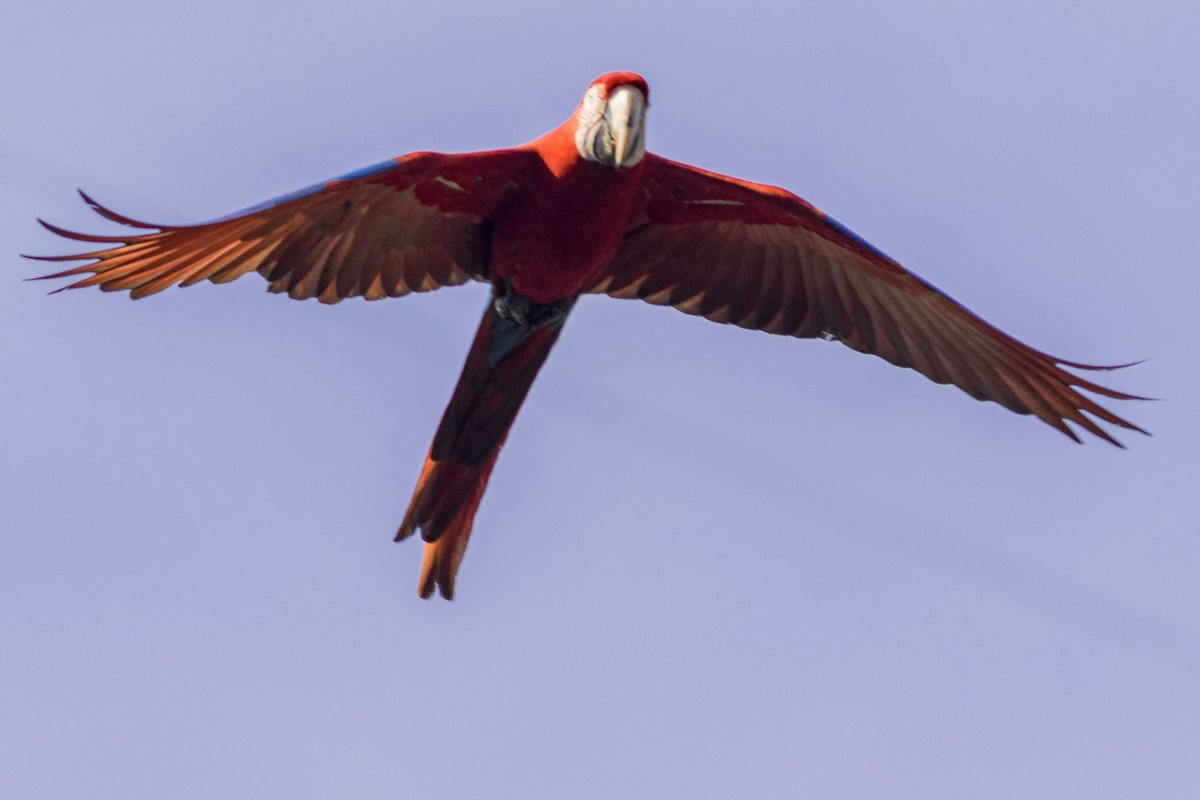 Red-and-green Macaw - ML306083251