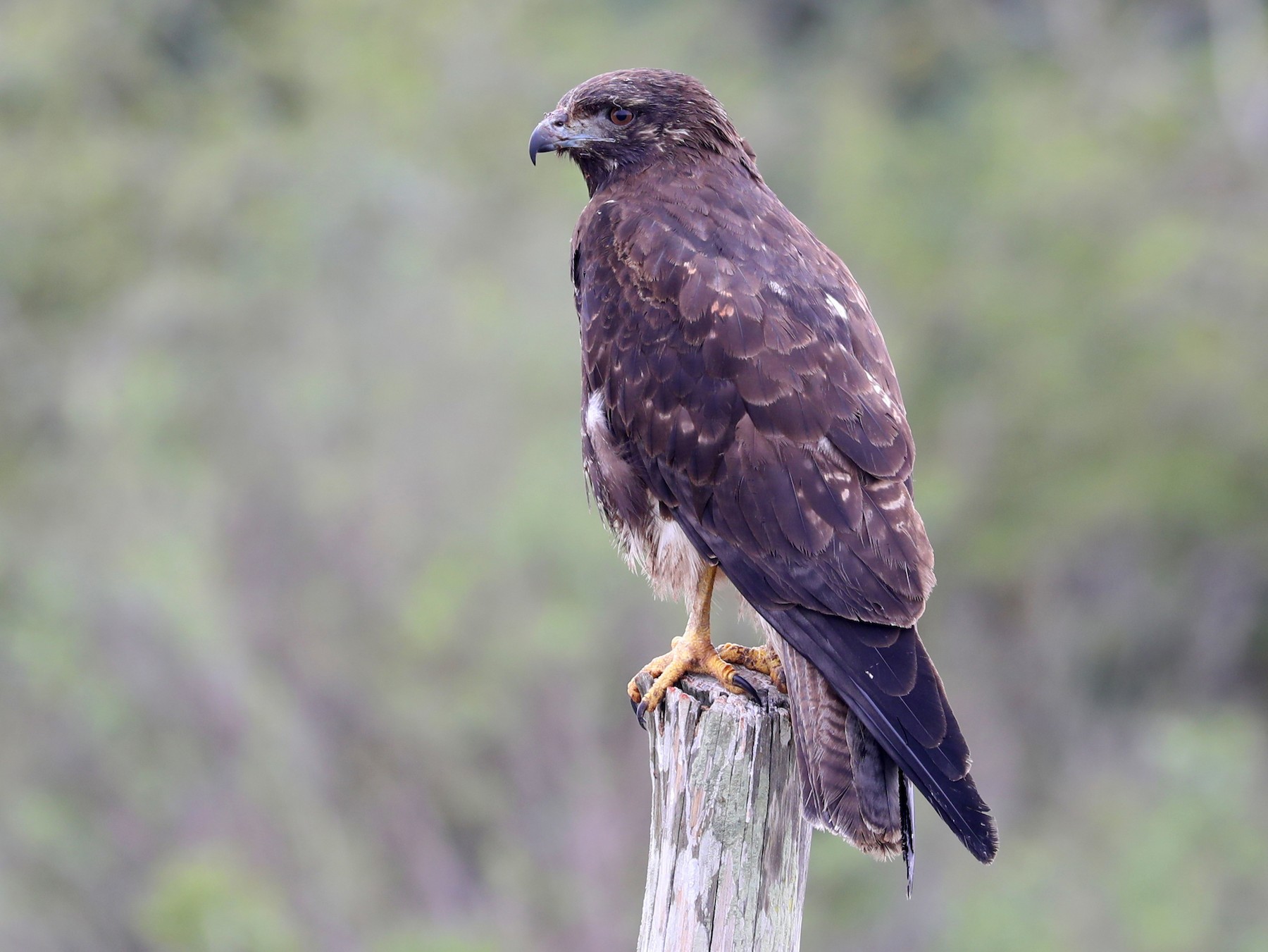 White-tailed Hawk - James Rieman