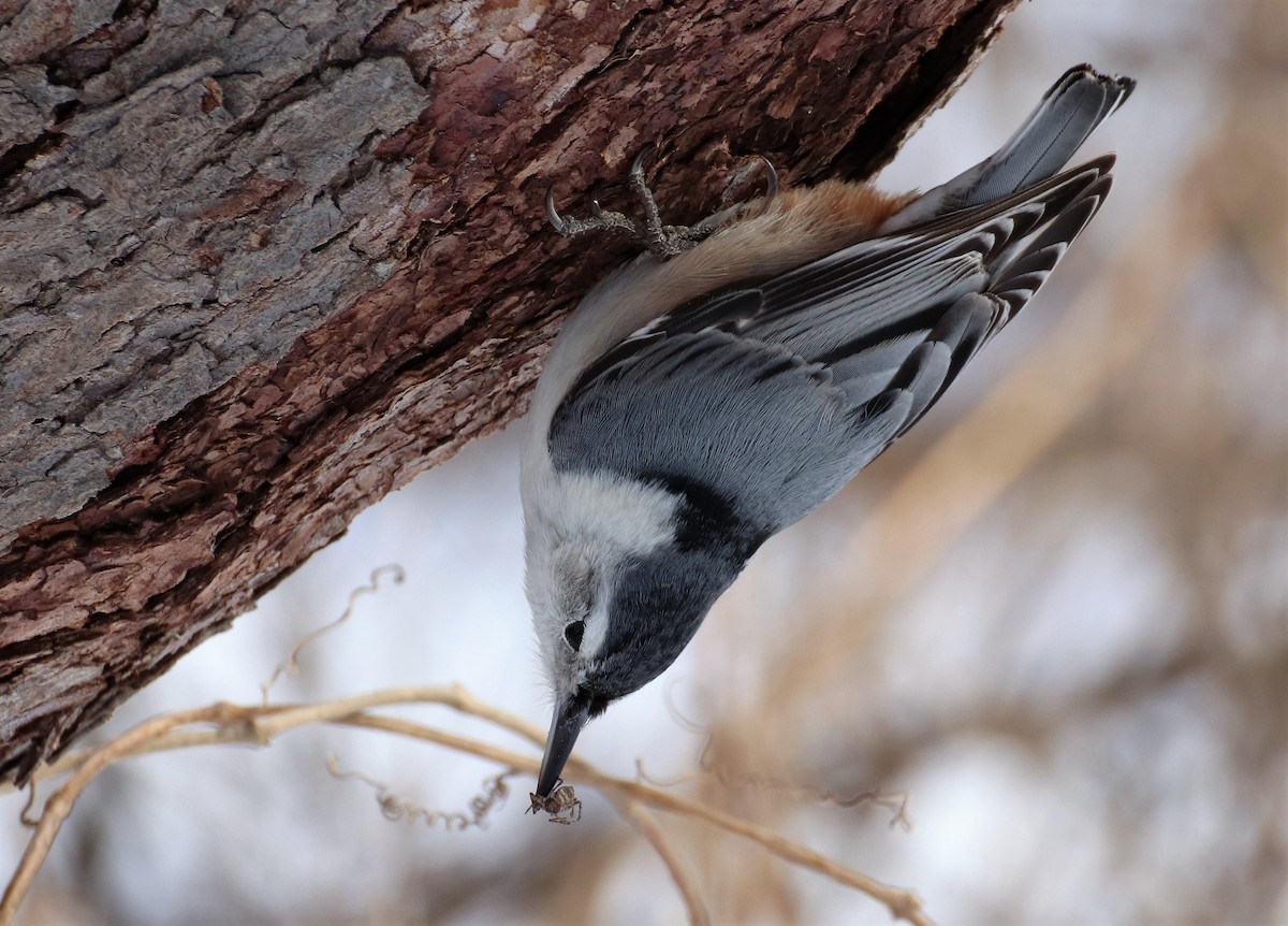 White-breasted Nuthatch - Sharon Nethercott