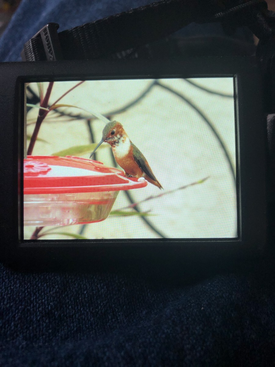 Allen's Hummingbird - ML306085041