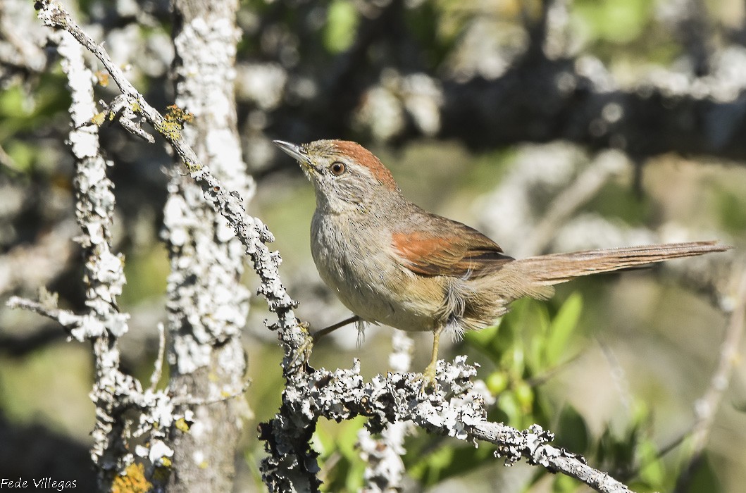 Pale-breasted Spinetail - Federico Villegas