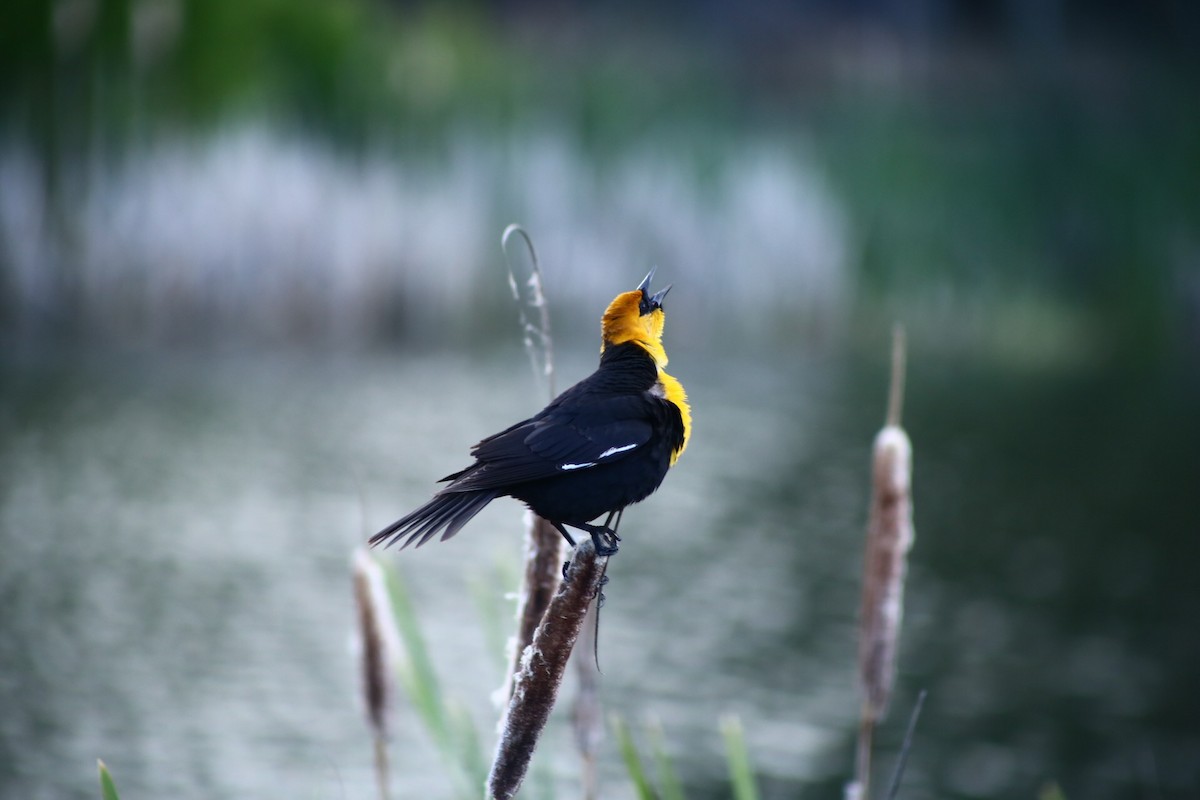 Yellow-headed Blackbird - ML306089741