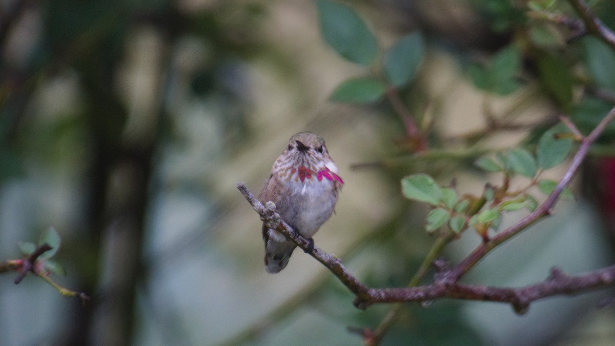 Calliope Hummingbird - ML306096441