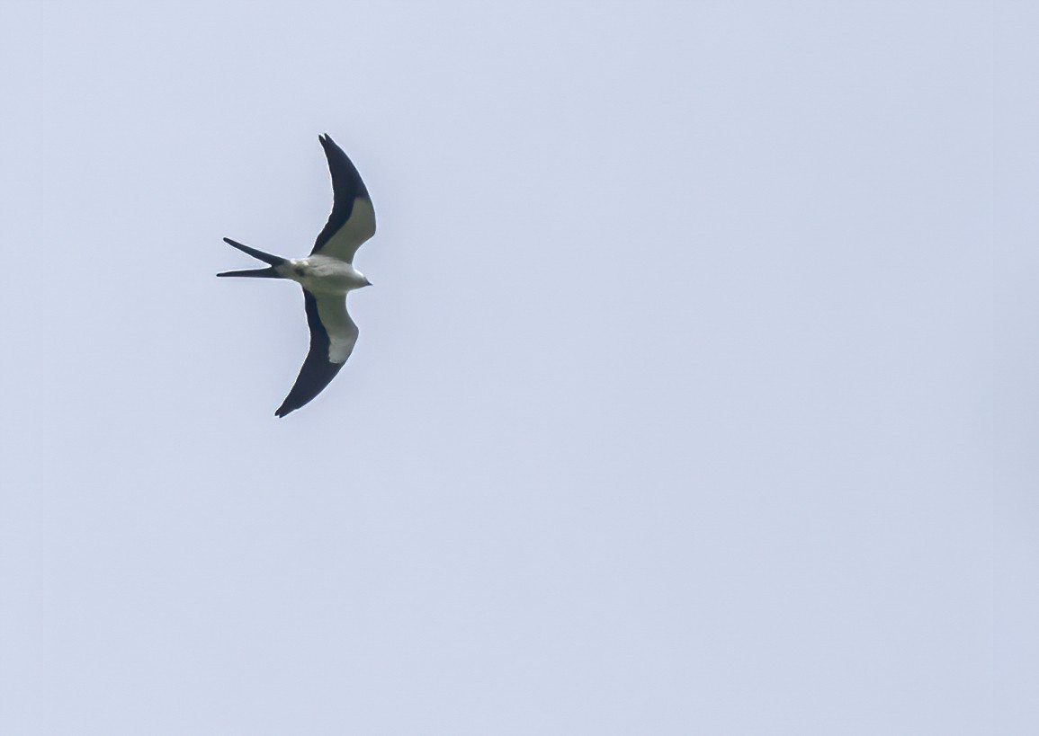 Swallow-tailed Kite - Joachim Bertrands