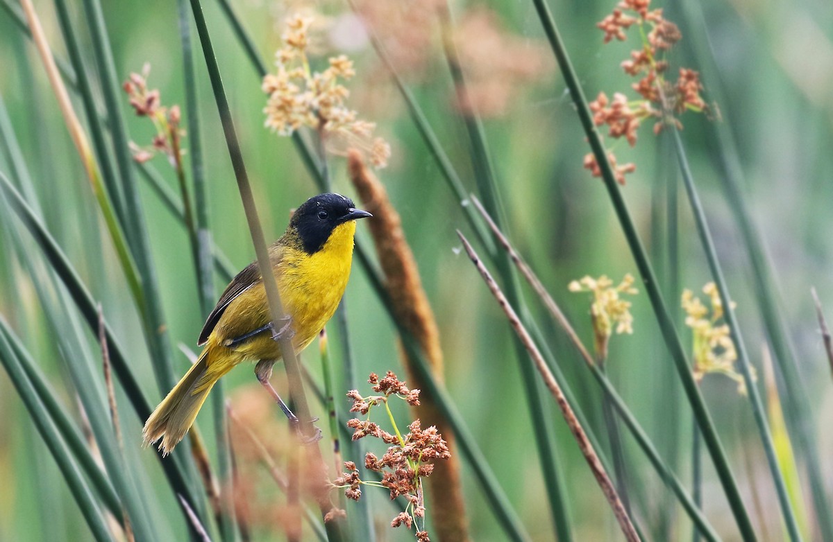 Black-polled Yellowthroat - Andrew Spencer