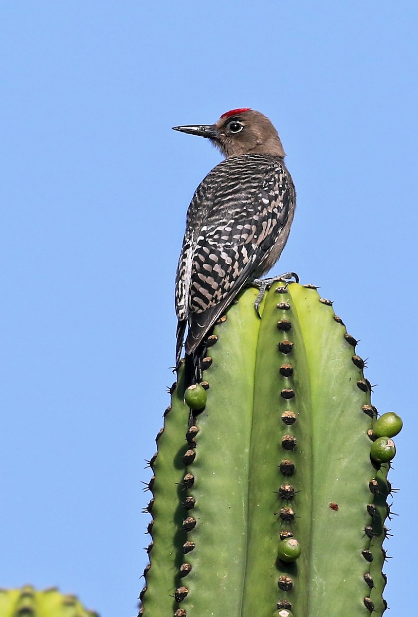 Gray-breasted Woodpecker - ML30610441
