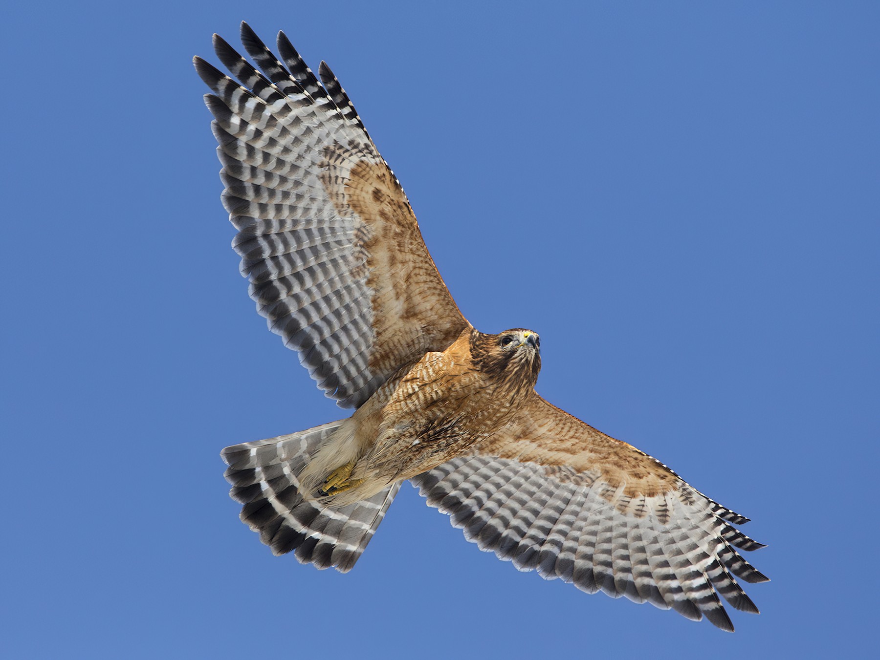 Red-shouldered Hawk - Bob MacDonnell