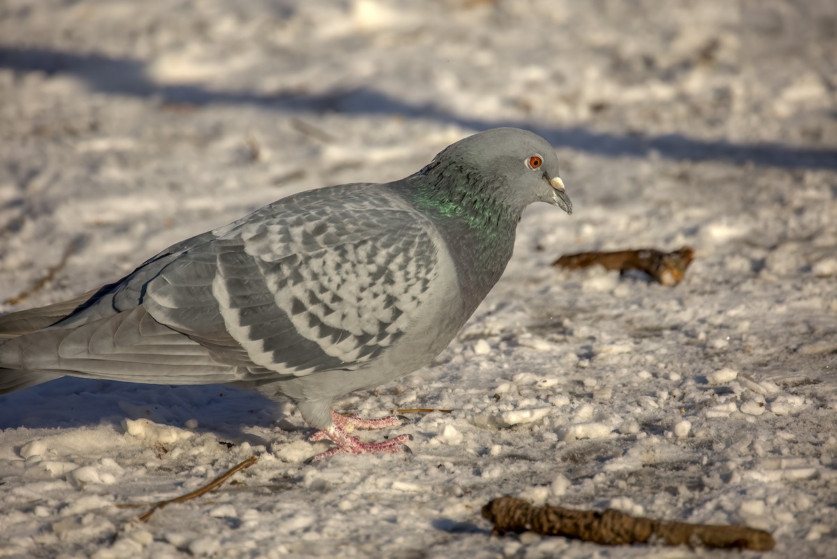 Rock Pigeon (Feral Pigeon) - Payman Naddaf