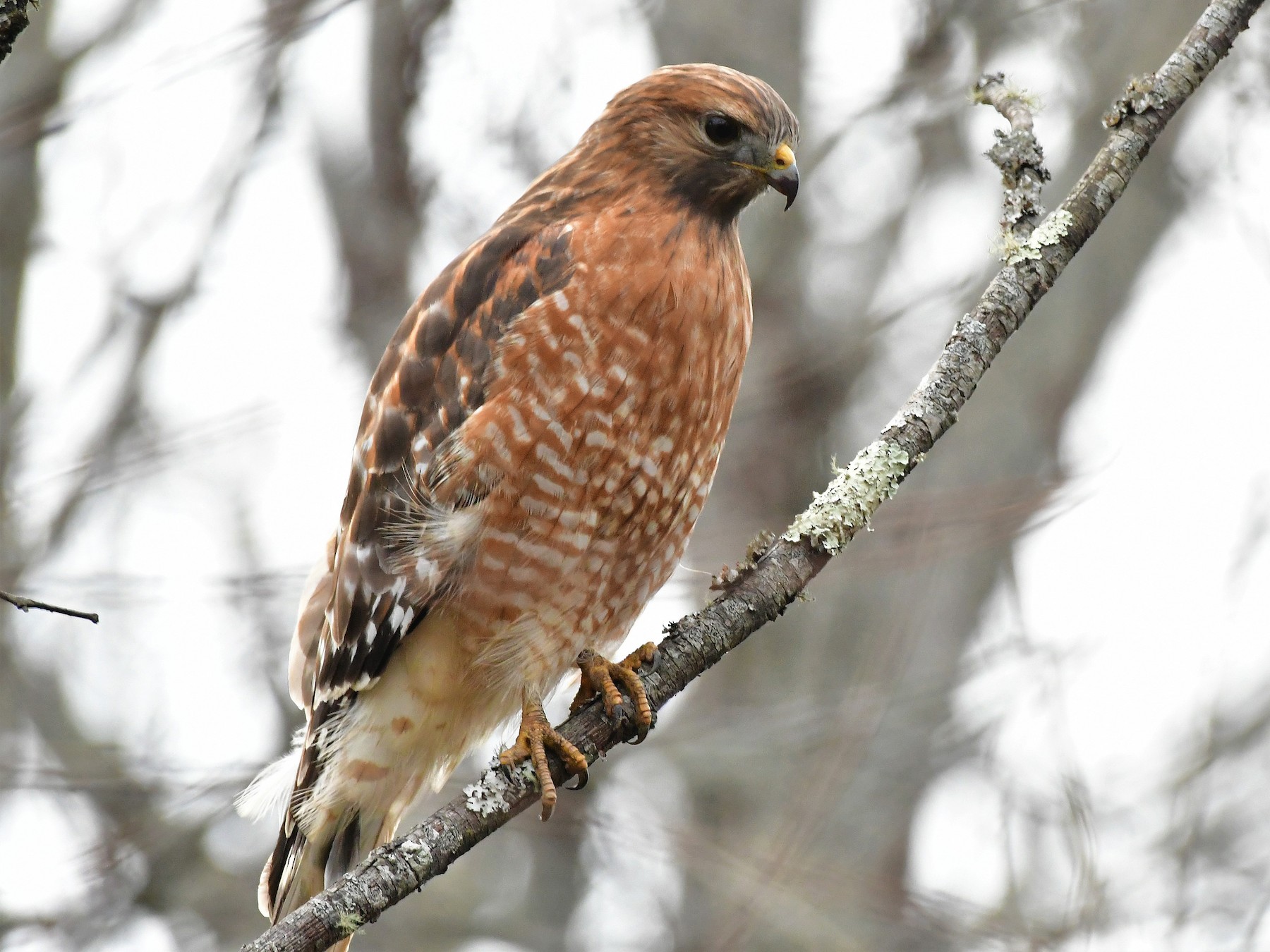 Red-shouldered Hawk - Eric Keith