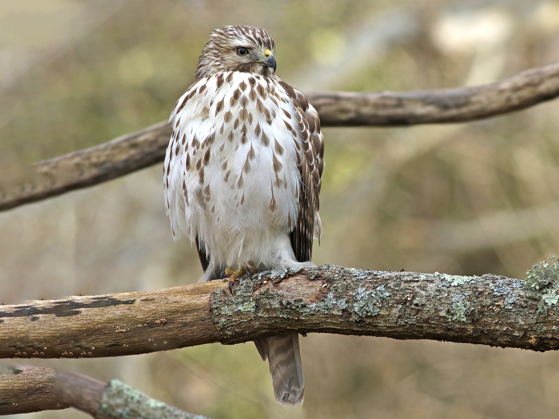 Red Shouldered Hawk