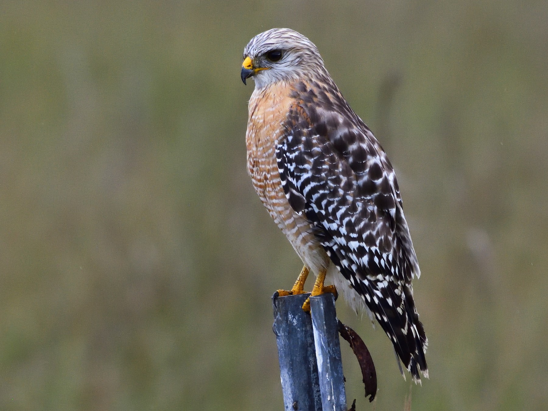 Red-shouldered Hawk - Ad Konings